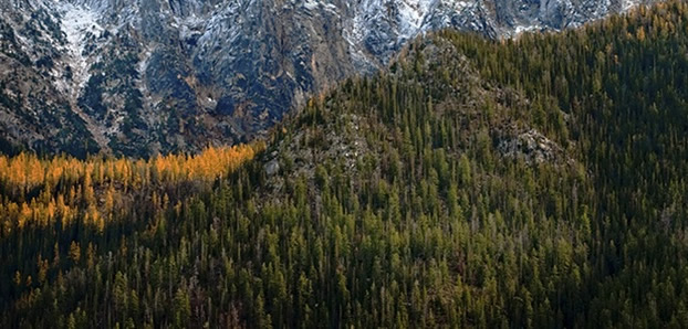 Trees in the mountains