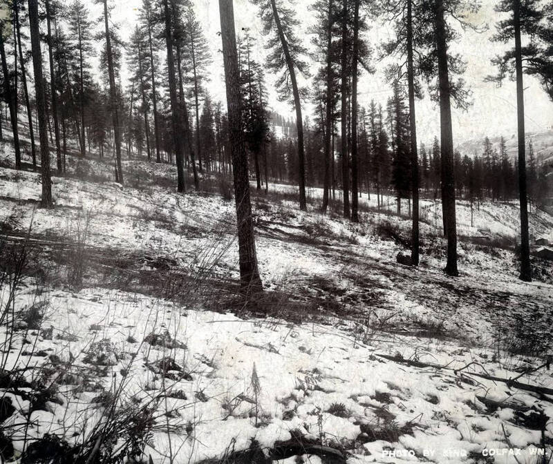 Panoramic view of Peck, Idaho.