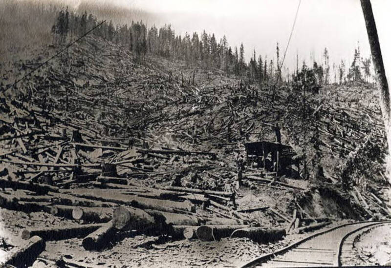 Shows hillside covered with fallen trees
