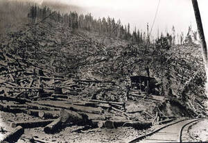 Shows hillside covered with fallen trees