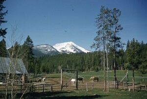 View of the Big Creek Commissary and corrals, looking southwest, with Dutch the Palomino in view
