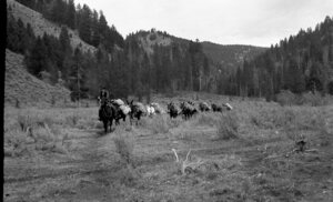 Pack string on a big game hunting trip at Crescent Meadows