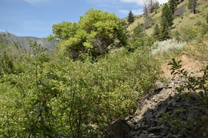 Acorn Creek, Big Creek