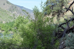 Looking west from the north side of Big Creek across from Taylor Wilderness Research Station