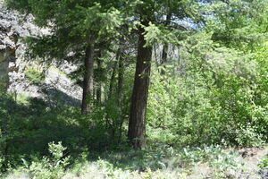 Looking east on the Big Creek trail, near the crossing to Soldier Bar airstrip