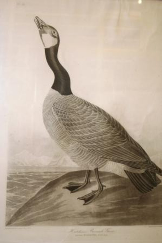 item thumbnail for Hutchins's Barnacle Goose