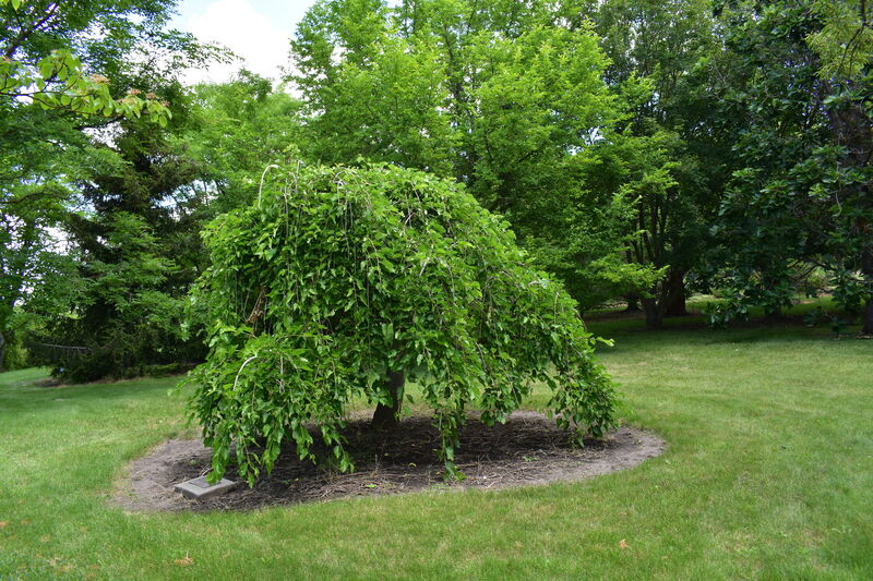 item thumbnail for Borah Foundation Peace Walk: Weeping White Mulberry