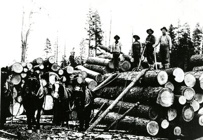 Horse logging