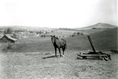 A horse in a pasture near Moscow, Idaho