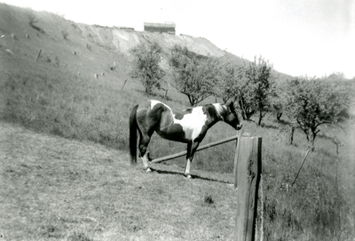 A horse in a pasture near Moscow, Idaho