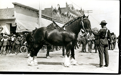 Draft Horses on 4th of July Postcard