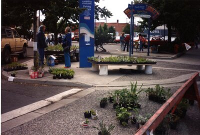 Flower Seedlings for Sale at Farmer's Market