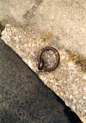 Iron ring for tying horses to