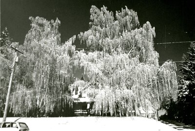 Frost Covered Trees