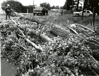 Fallen Tree on Mountain View Road