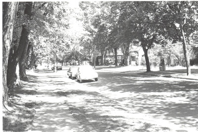 Tree Line Residential Street