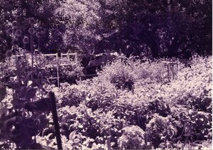 Hamilton vegetable garden