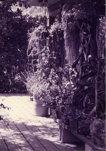 Joel Hamilton's garden