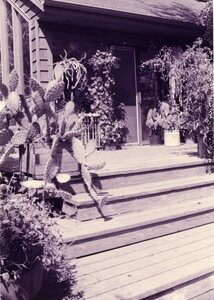 Joel Hamilton's garden