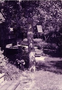 Joel Hamilton's garden