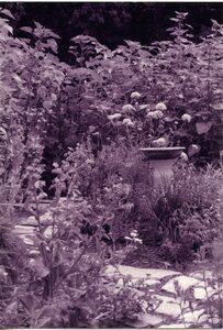 Teresa Brewer's garden