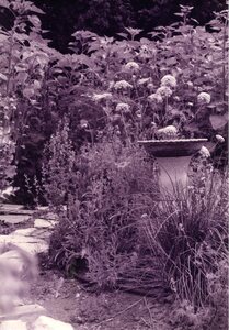 Teresa Brewer's garden