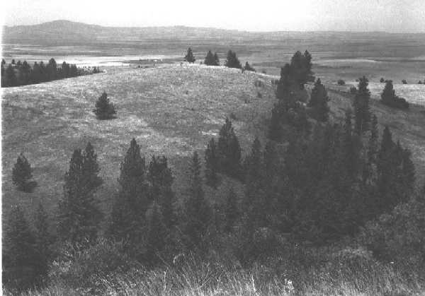 camasprairie.jpg (26607 bytes)