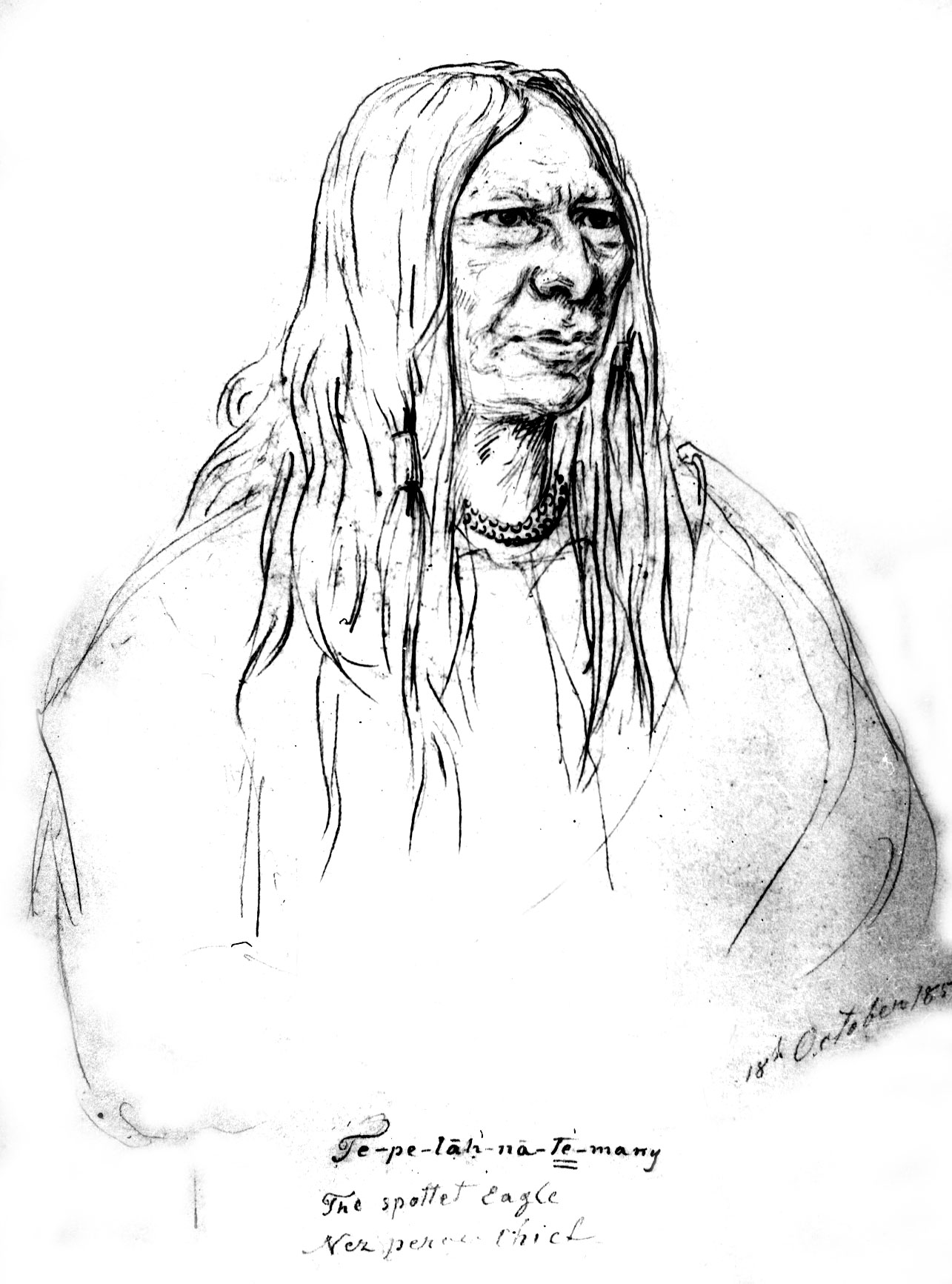 spottedeagle.jpg (279730 bytes)