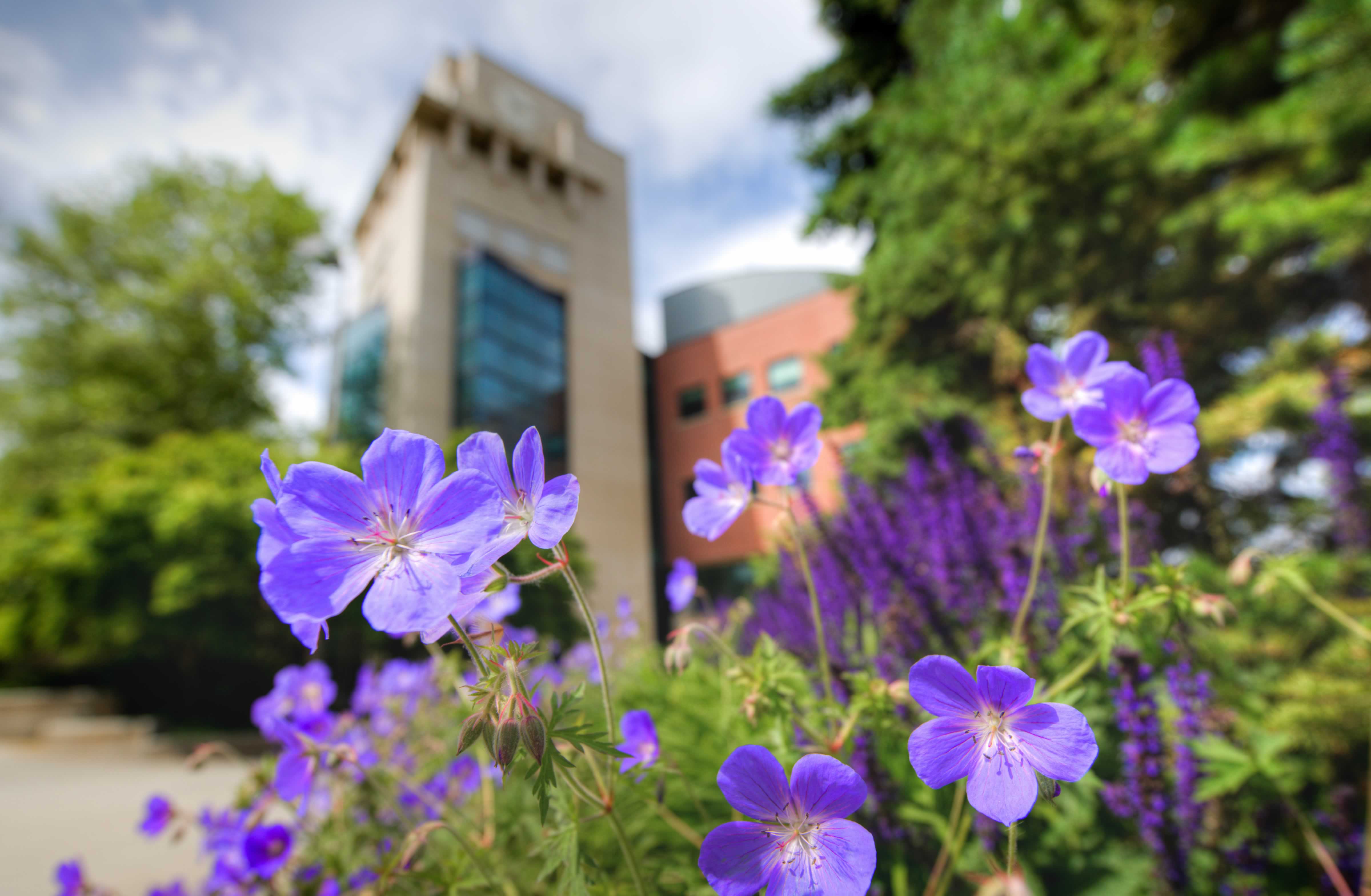 spring flower with library tower