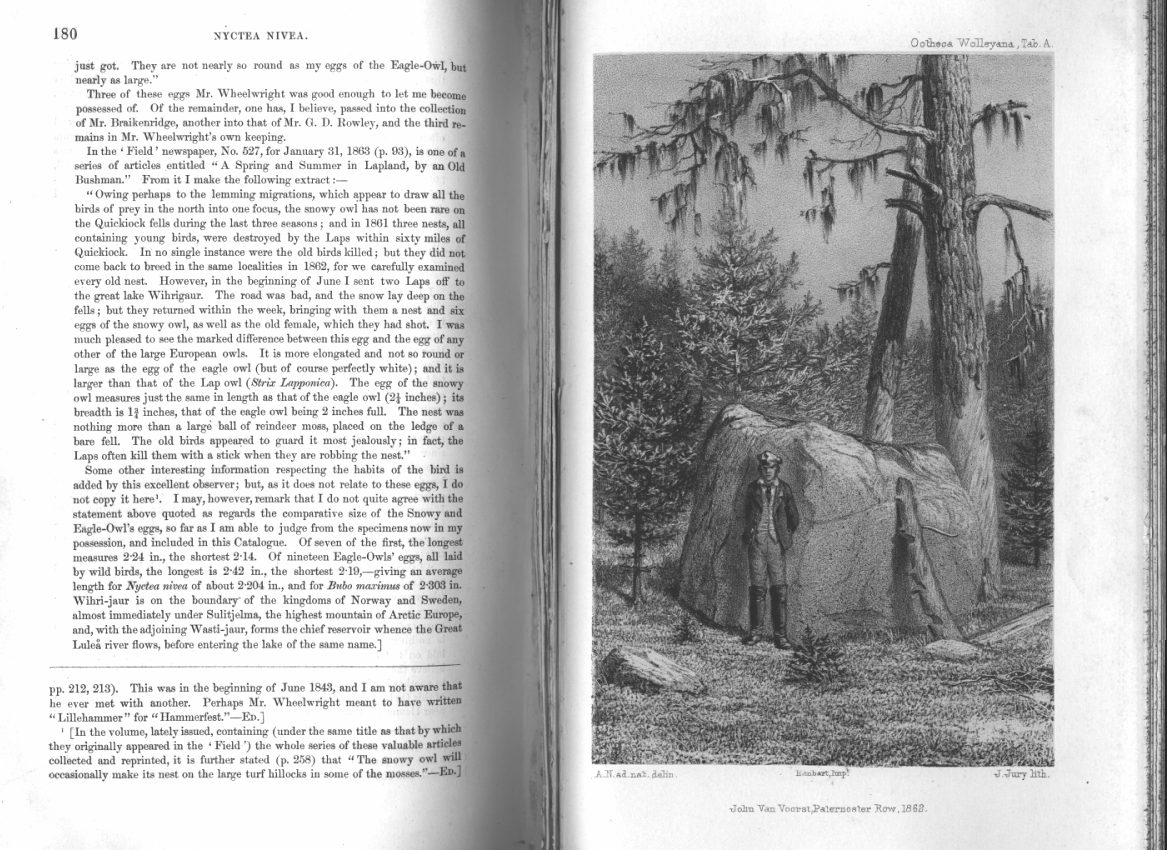 Book: Cut pages from Ootheca Wolleyana. 1862